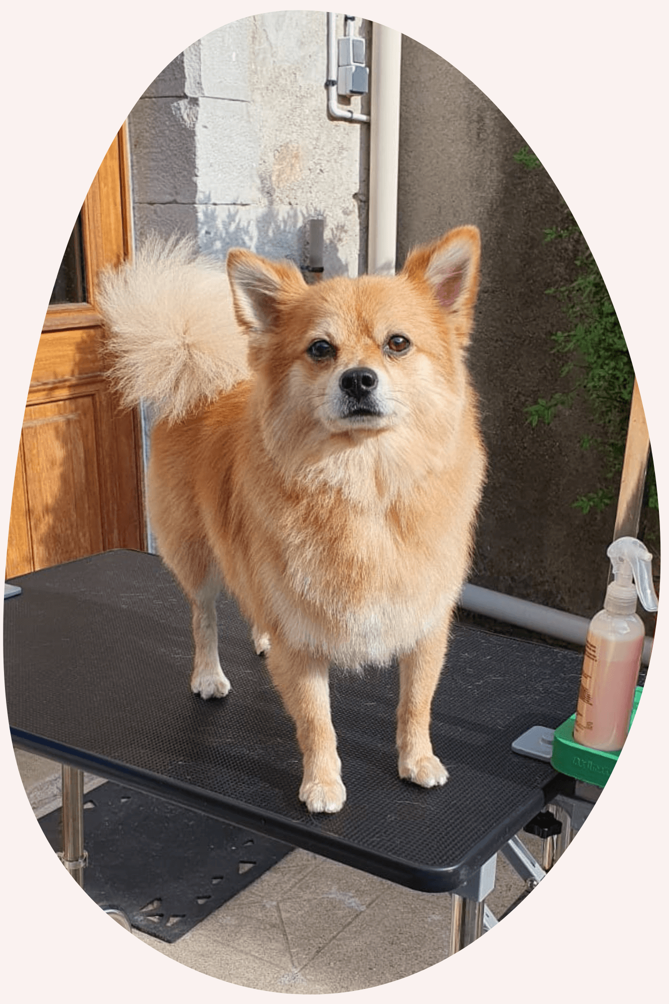 Aka'Maru Toilettage, akamaru toilettage, stephanie, spitz, chien, canin, soin, prestation, ariège, mirepoix, domicile